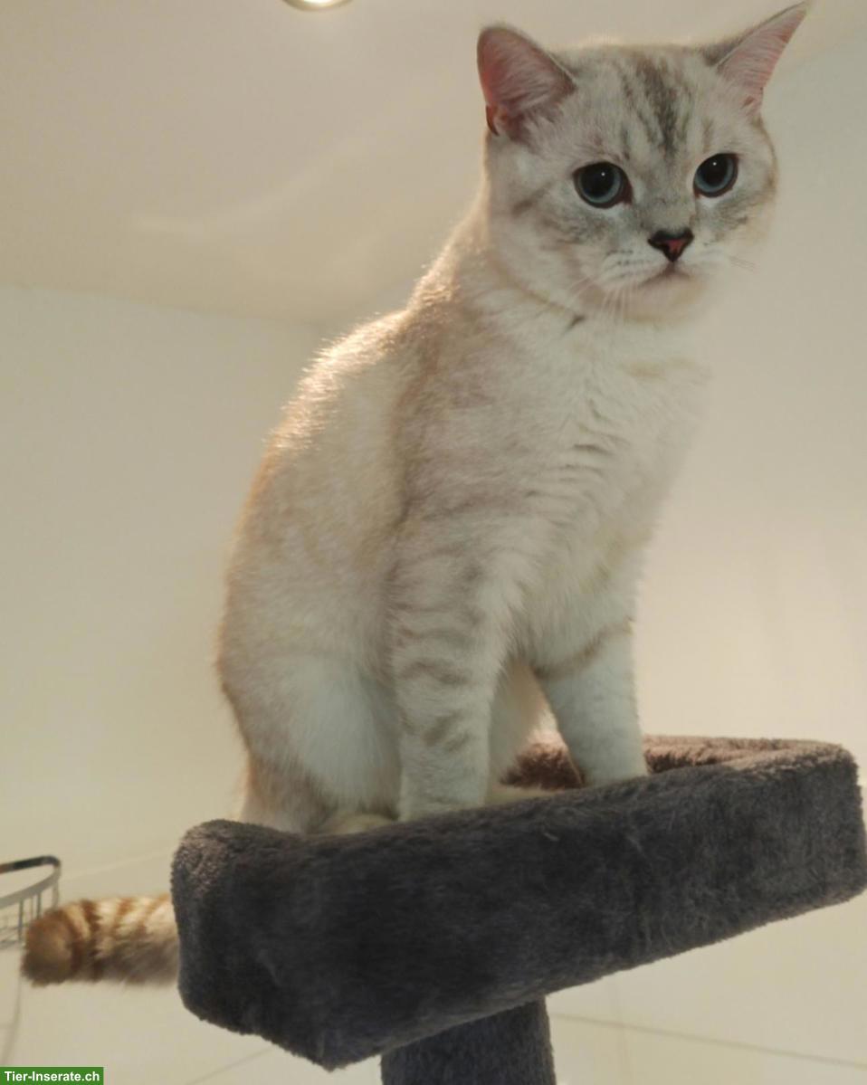 Bild 10: Abessinier x BKH Kitten suchen ein liebevolles Zuhause