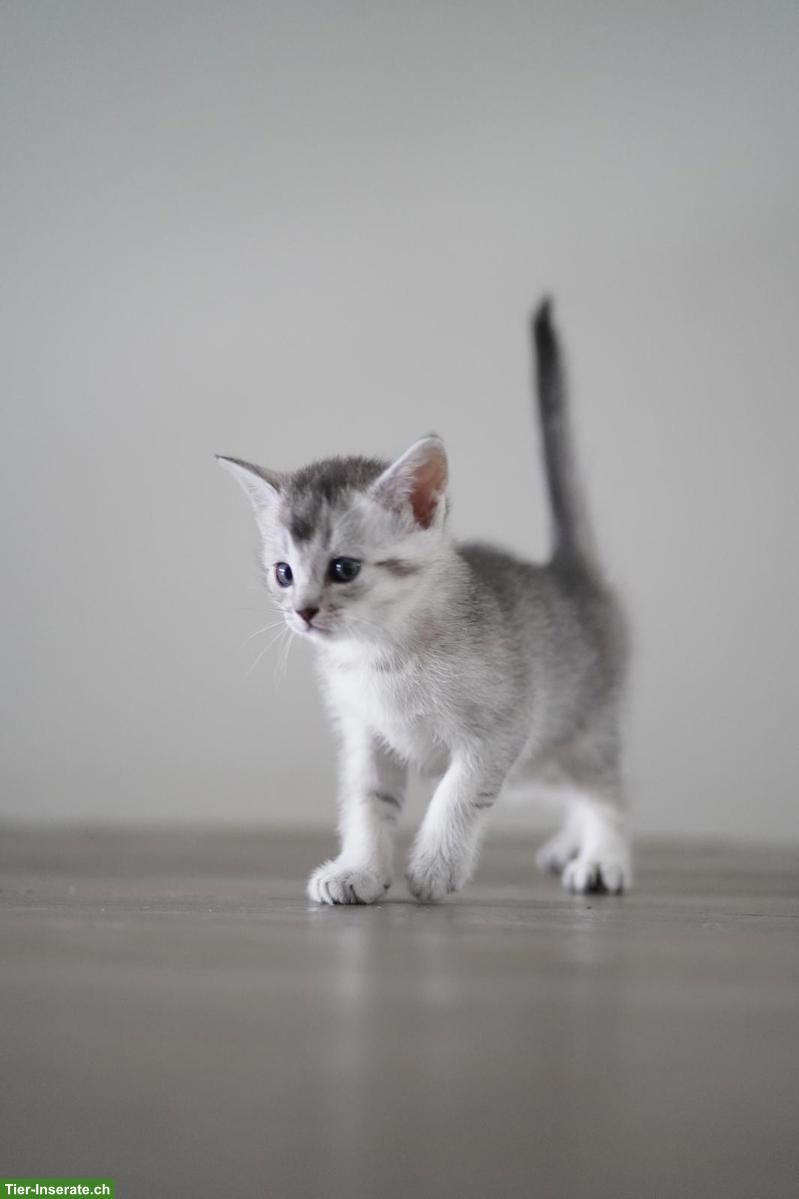 Bild 2: Abessinier x BKH Kitten suchen ein liebevolles Zuhause