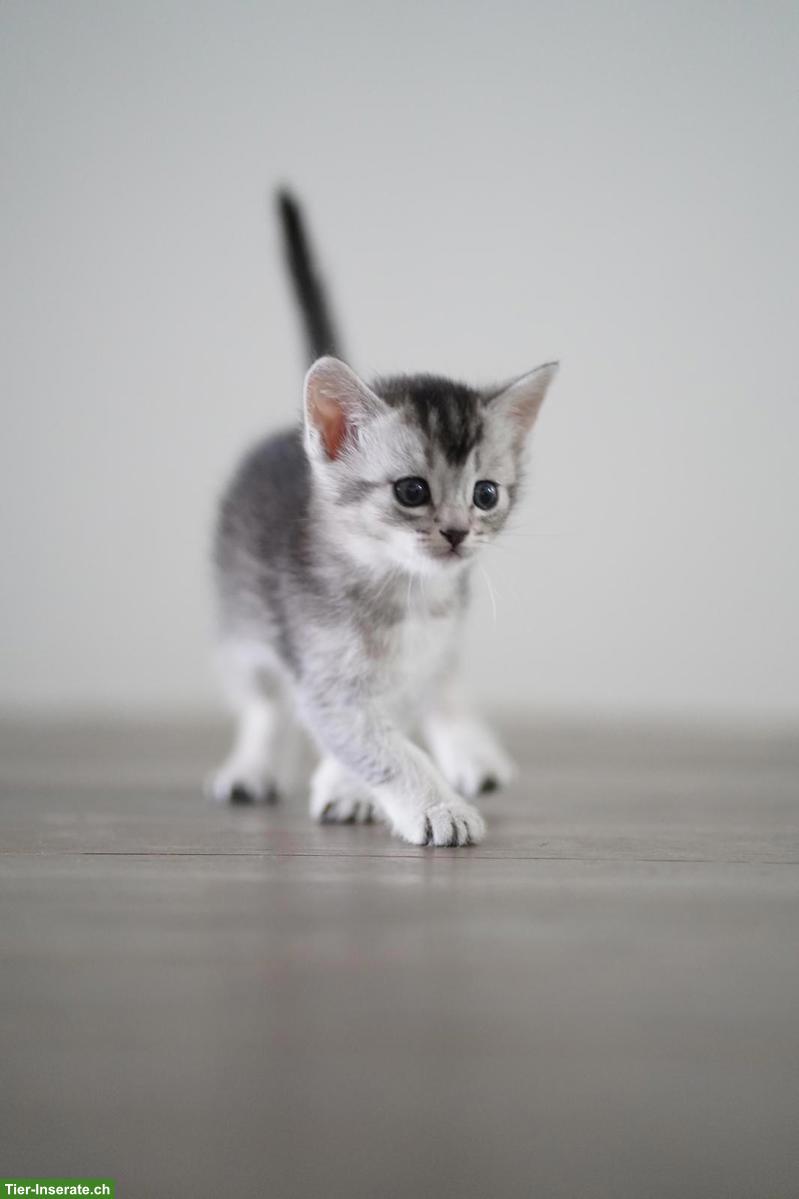 Bild 3: Abessinier x BKH Kitten suchen ein liebevolles Zuhause