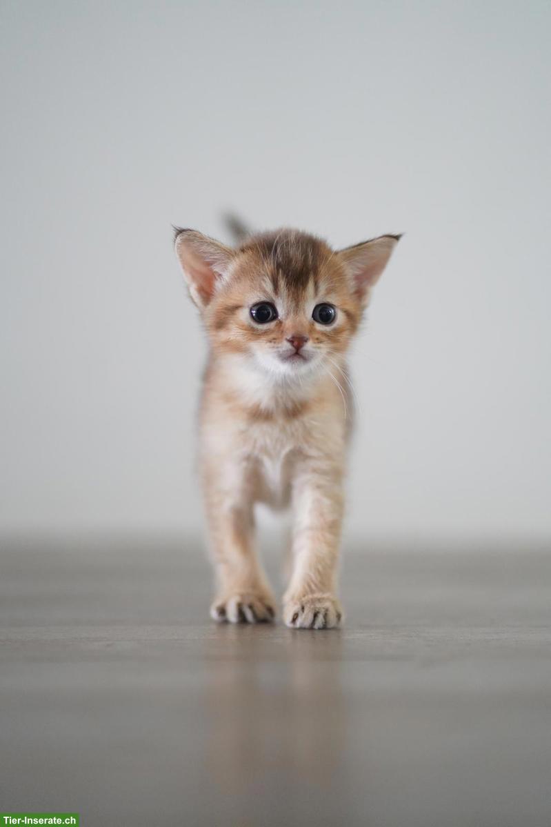 Bild 5: Abessinier x BKH Kitten suchen ein liebevolles Zuhause