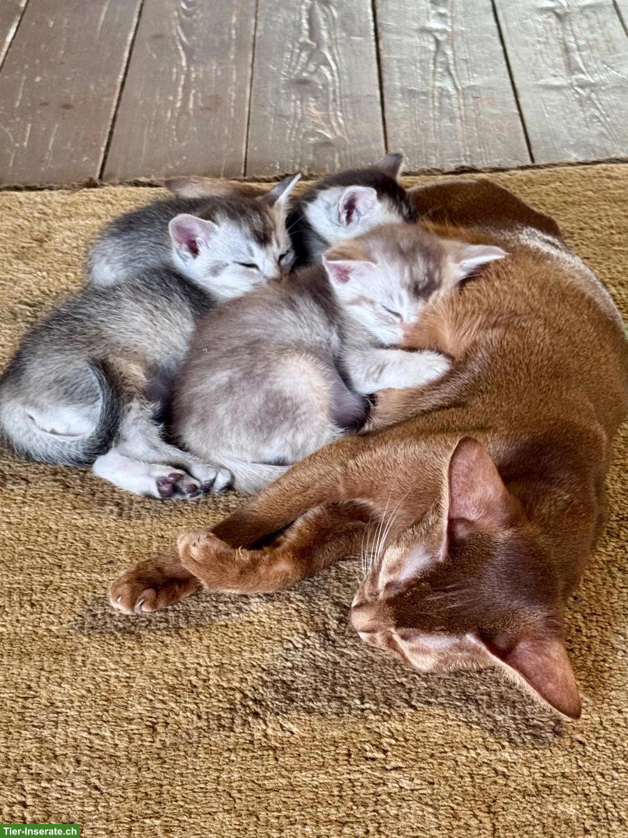 Bild 7: Abessinier x BKH Kitten suchen ein liebevolles Zuhause