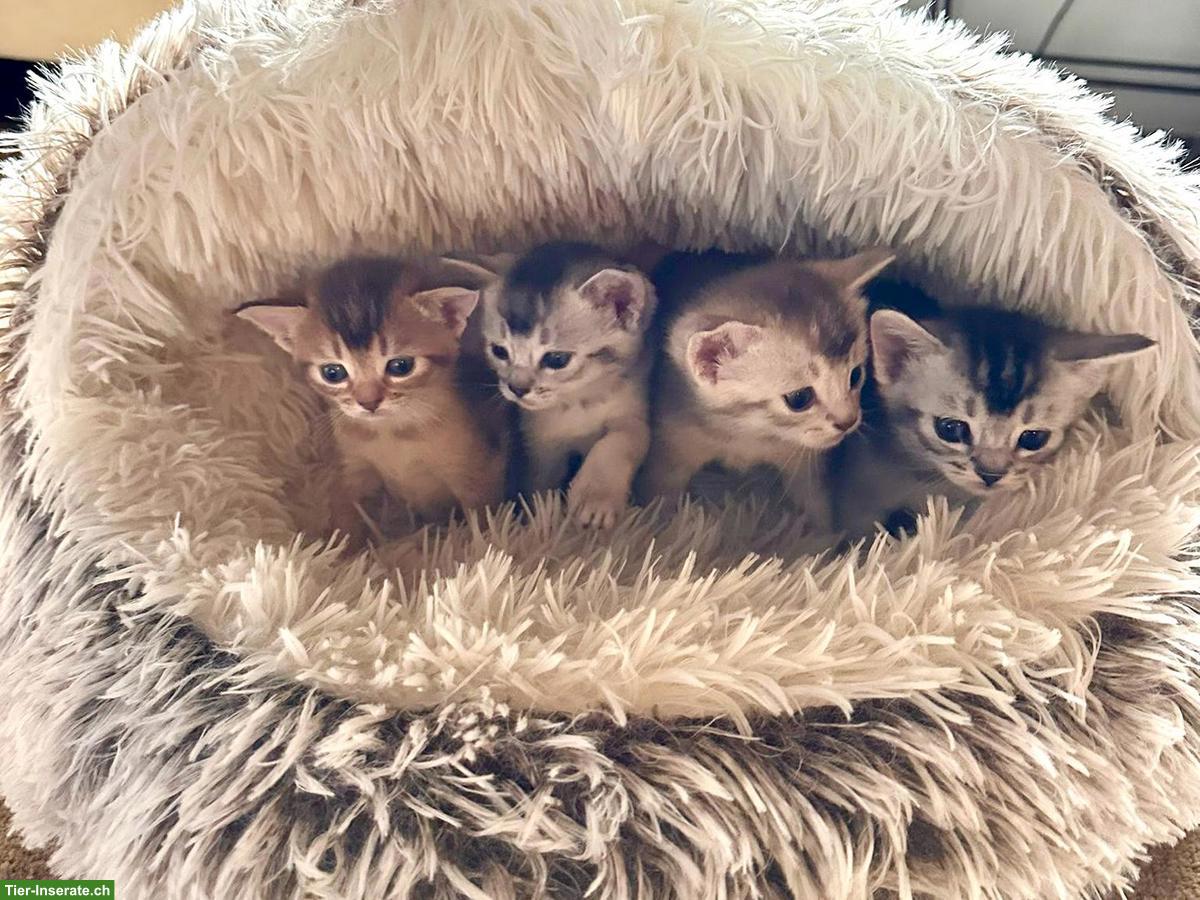 Bild 8: Abessinier x BKH Kitten suchen ein liebevolles Zuhause