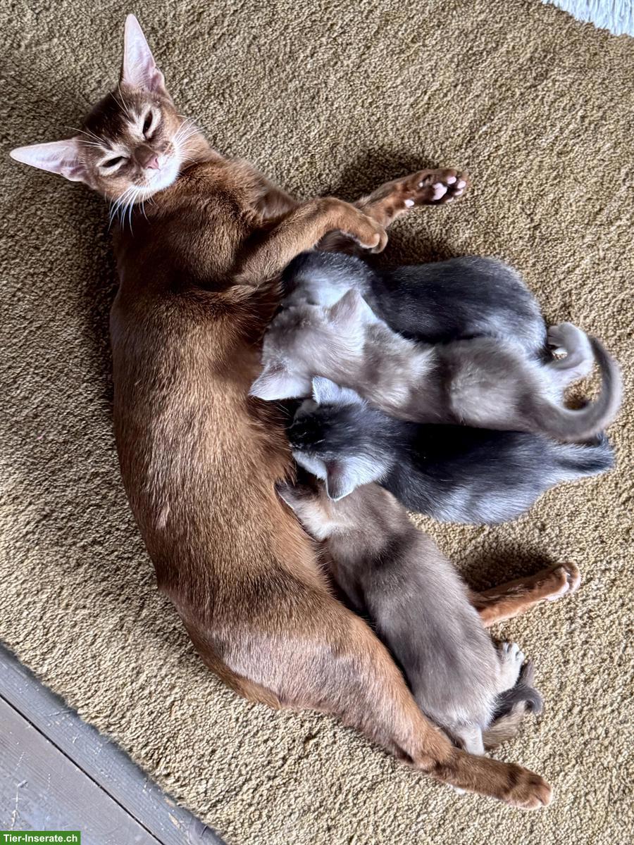 Bild 9: Abessinier x BKH Kitten suchen ein liebevolles Zuhause
