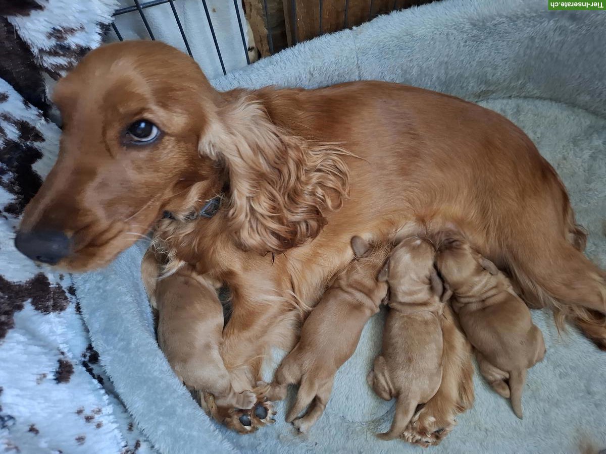 Cocker Spaniel Welpen mit Stammbaum
