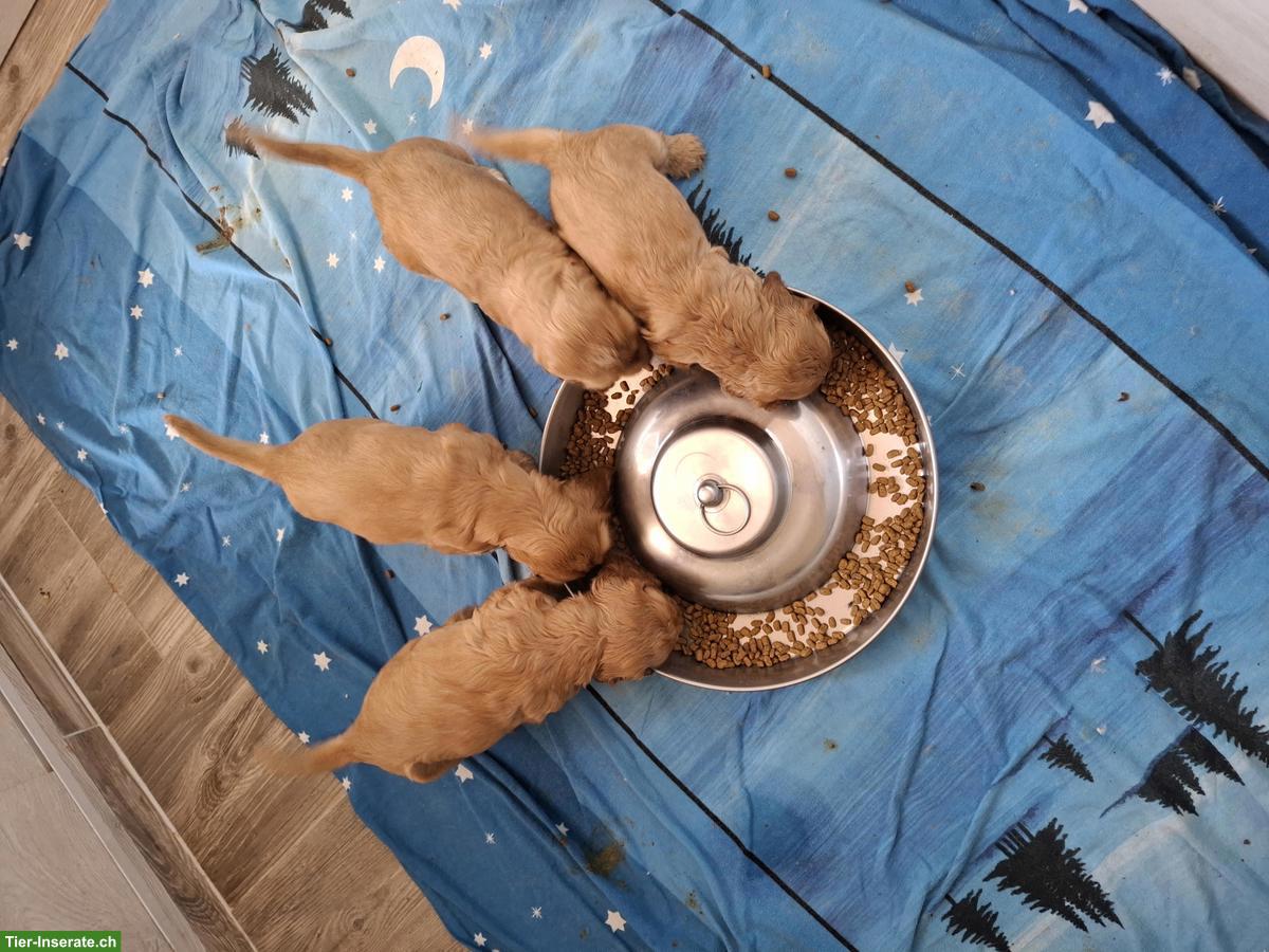 Bild 2: Cocker Spaniel Welpen mit Stammbaum