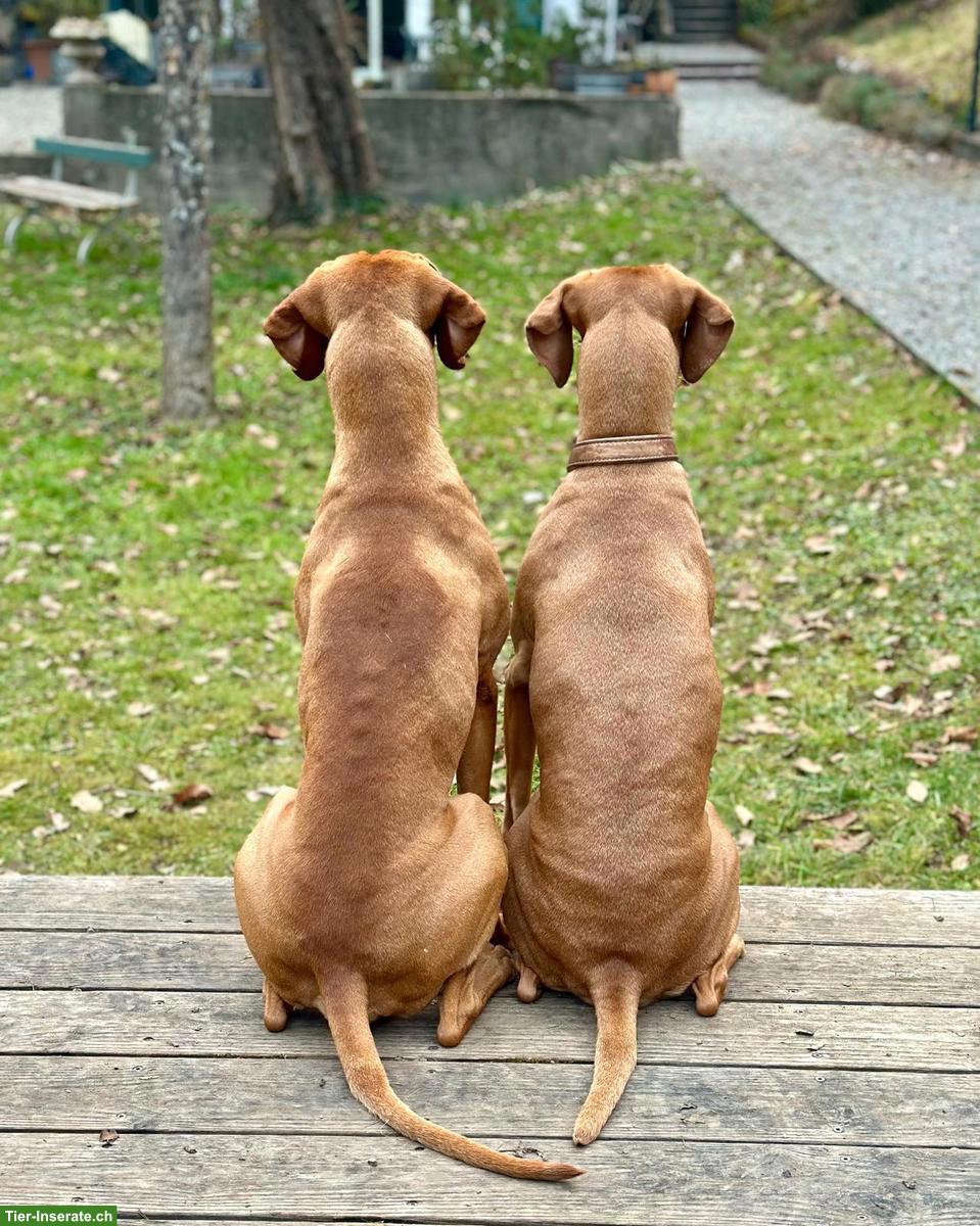 Wurfankündigung Magyar Vizsla Welpen