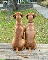 Wurfankündigung Magyar Vizsla Welpen