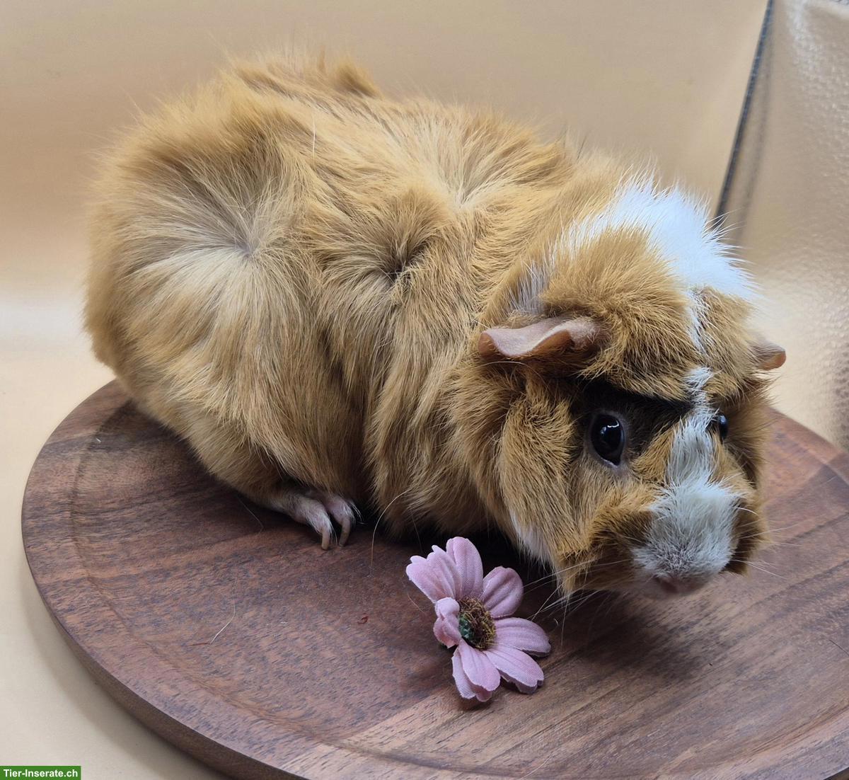 Rosetten Meerschweinchen Weibchen in Schoko, buff, weiss