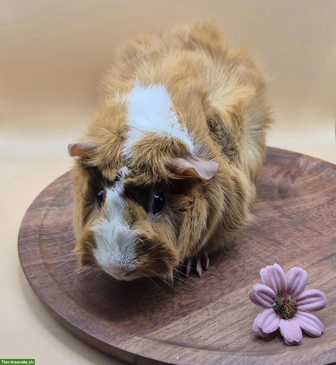 Bild 2: Rosetten Meerschweinchen Weibchen in Schoko, buff, weiss