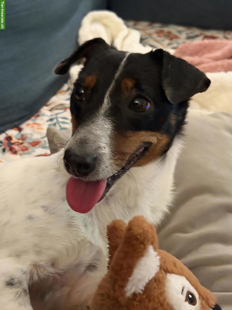 Liebe Hündin Juna, kastriert sucht ein Zuhause