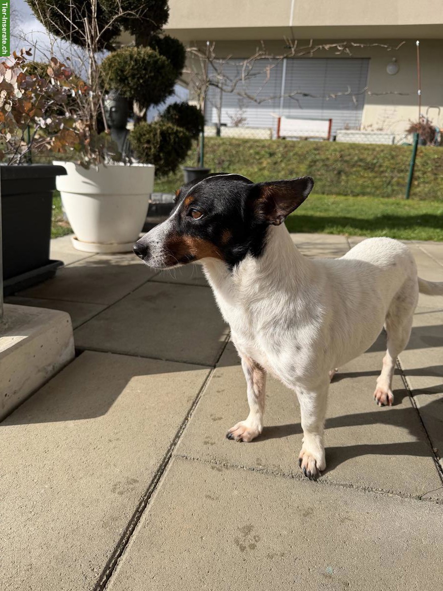 Bild 3: Liebe Hündin Juna, kastriert sucht ein Zuhause