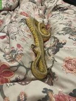 Wunderschöne weibliche Königspython, 2-jährig