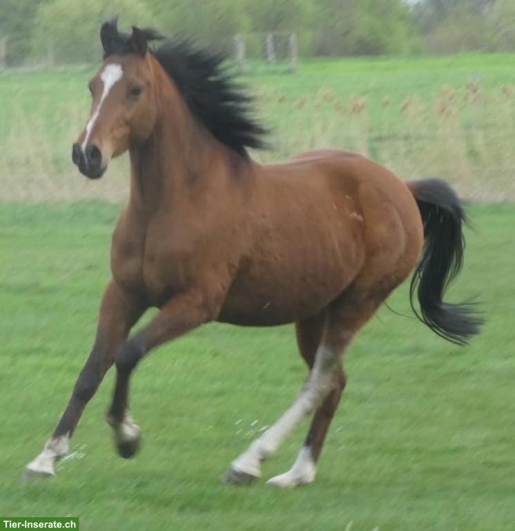 Freundlicher Wallach 🐎 für Viereck und Freizeit