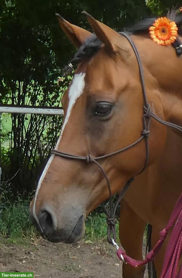 Bild 2: Freundlicher Wallach 🐎 für Viereck und Freizeit