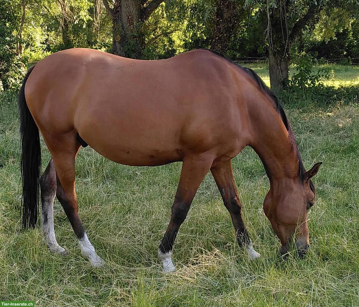 Bild 3: Freundlicher Wallach 🐎 für Viereck und Freizeit