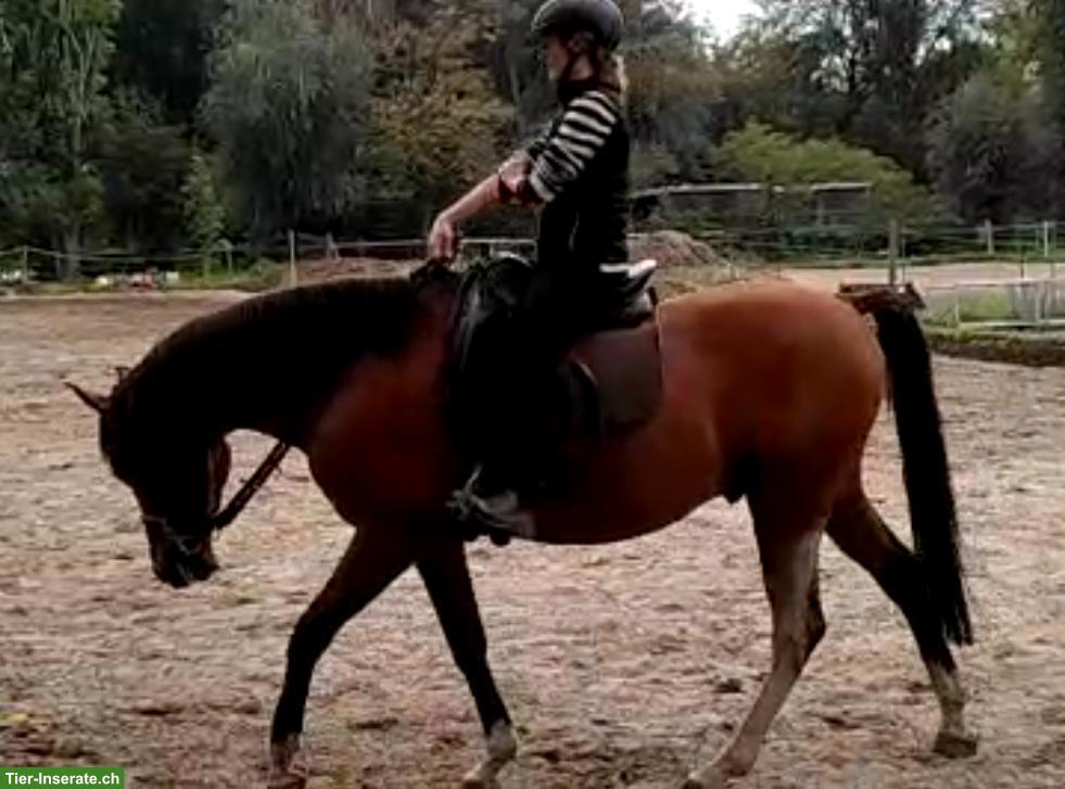 Bild 4: Freundlicher Wallach 🐎 für Viereck und Freizeit