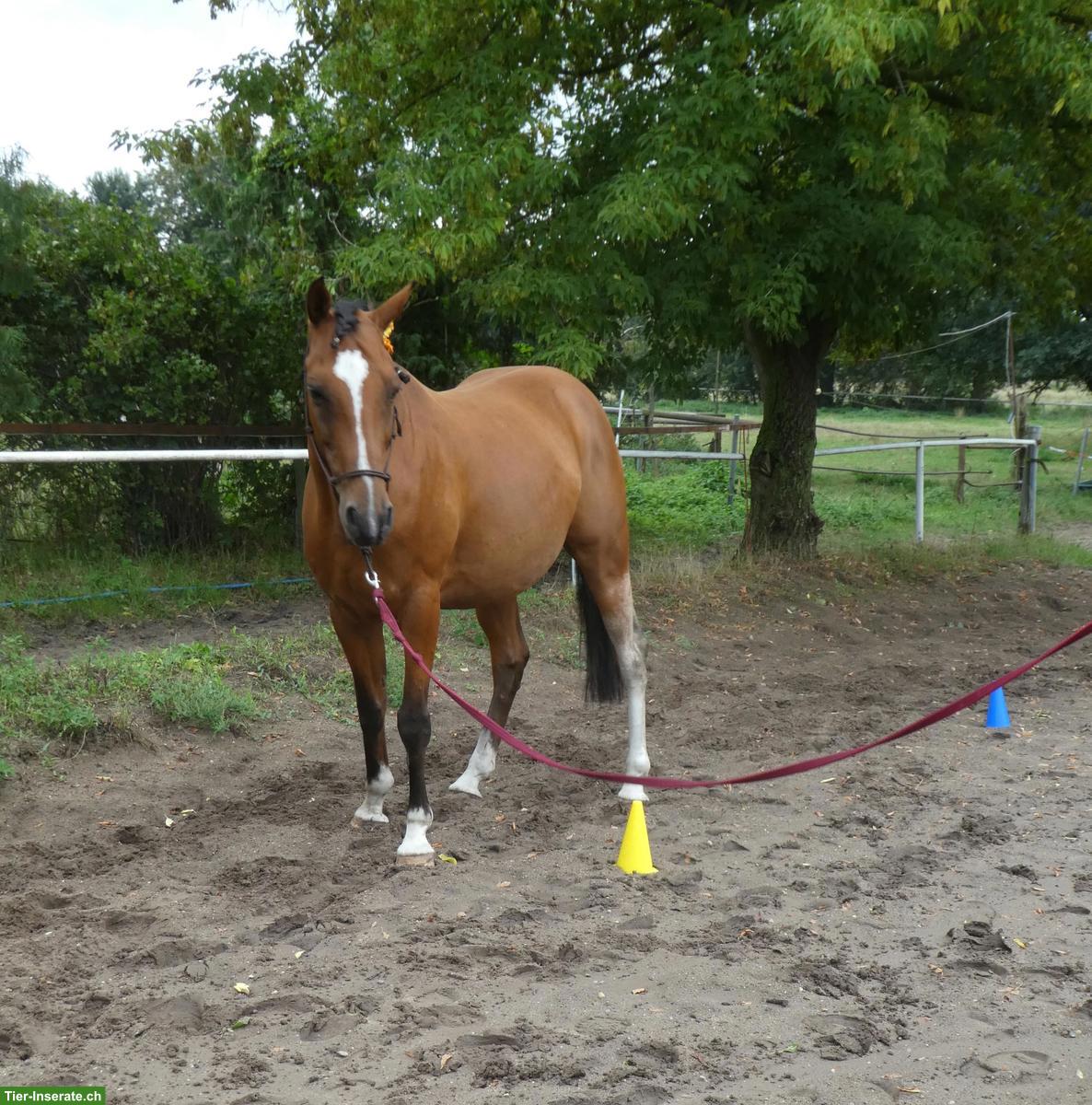 Bild 5: Freundlicher Wallach 🐎 für Viereck und Freizeit