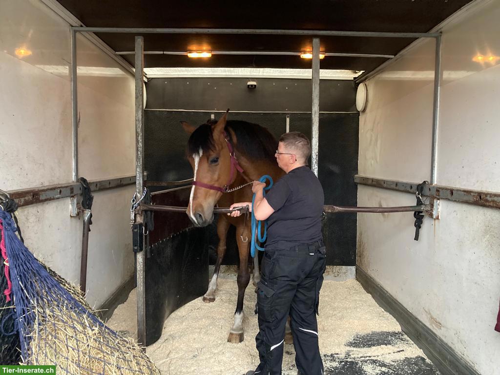 Bild 6: Freundlicher Wallach 🐎 für Viereck und Freizeit