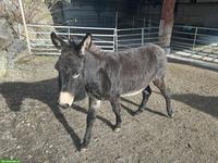 Junger Esel Hengst zu verkaufen