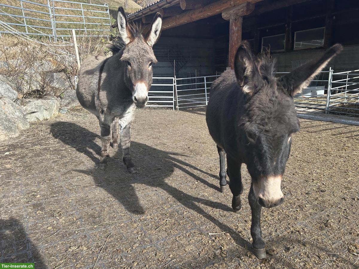 Bild 2: Junger Esel Hengst zu verkaufen