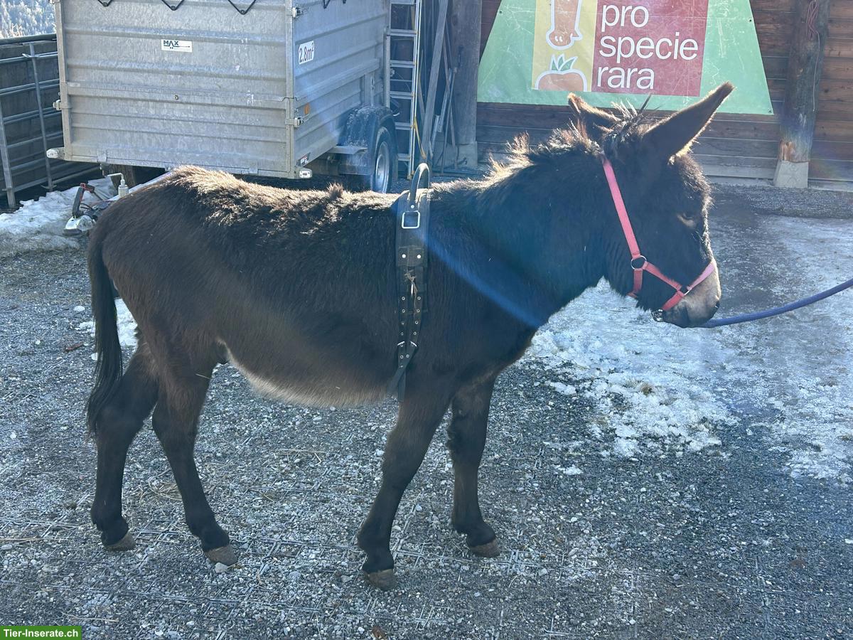 Bild 3: Esel Hengst, 2.5-jährig zu verkaufen