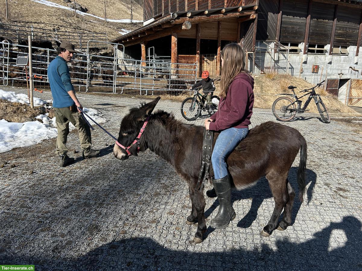 Bild 4: Esel Hengst, 2.5-jährig zu verkaufen