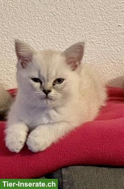 BKH Kitten, männlich, blue point, reinrassig