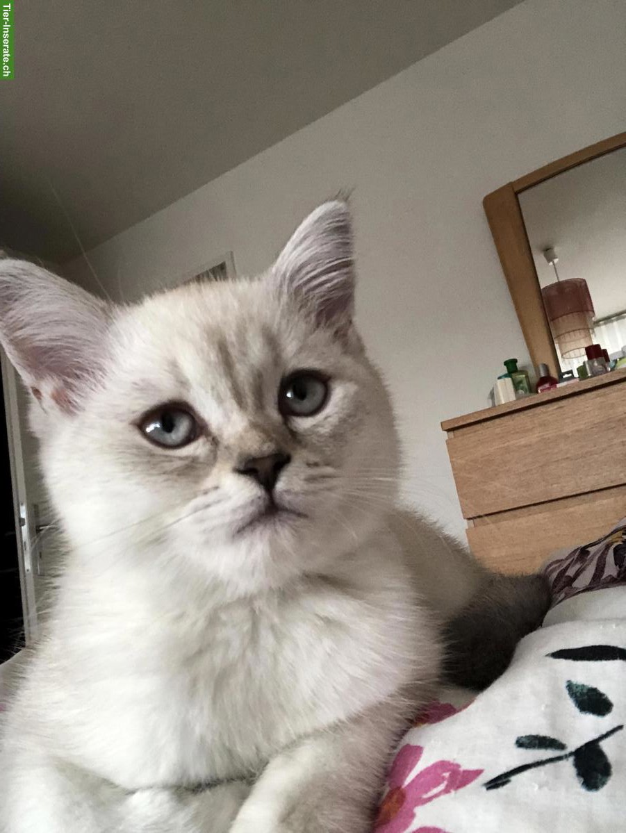 Bild 2: BKH Kitten, männlich, blue point, reinrassig
