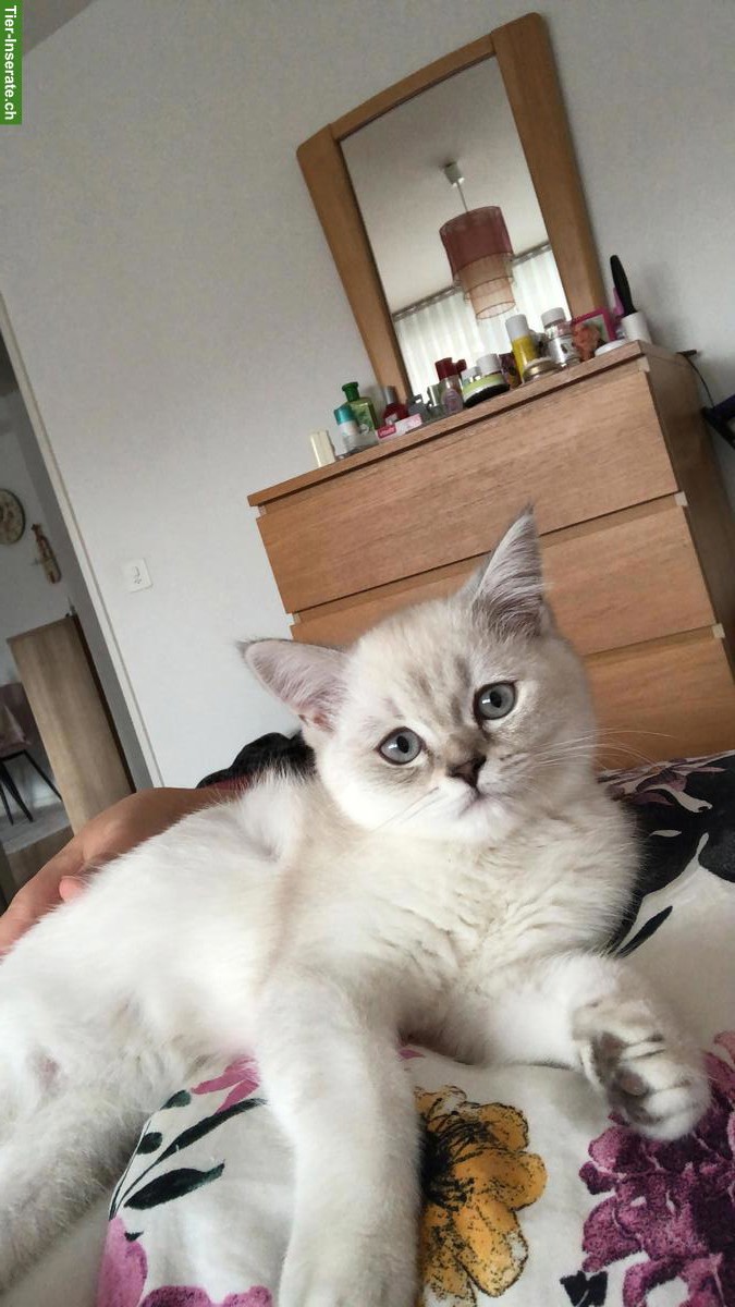 Bild 3: BKH Kitten, männlich, blue point, reinrassig