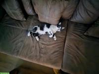 Junge Katzen, männlich zu verkaufen