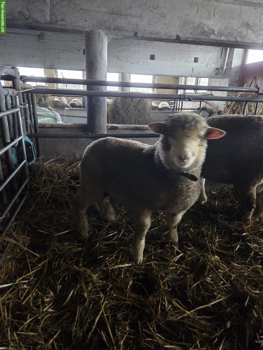 Île de France, 2 junge Widder zu verkaufen