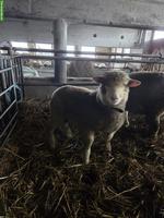 Île de France, 2 junge Widder zu verkaufen