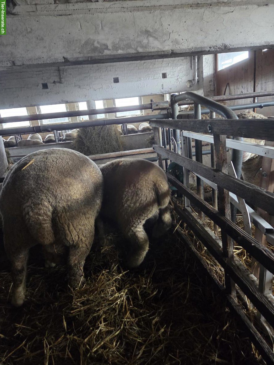 Bild 2: Île de France, 2 junge Widder zu verkaufen
