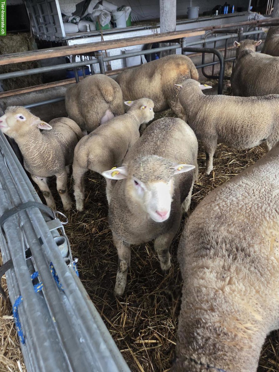 Bild 3: Île de France, 2 junge Widder zu verkaufen