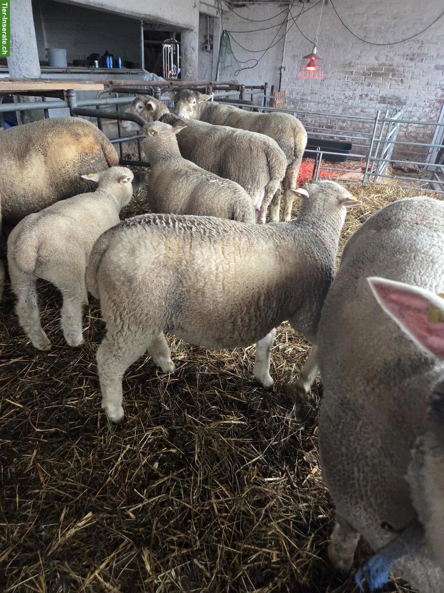 Bild 4: Île de France, 2 junge Widder zu verkaufen