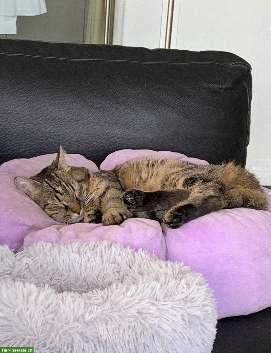 Liebe Katze sucht wegen Umzug ein neues Zuhause