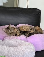 Liebe Katze sucht wegen Umzug ein neues Zuhause