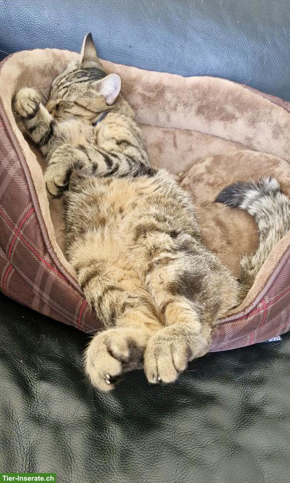 Bild 2: Liebe Katze sucht wegen Umzug ein neues Zuhause