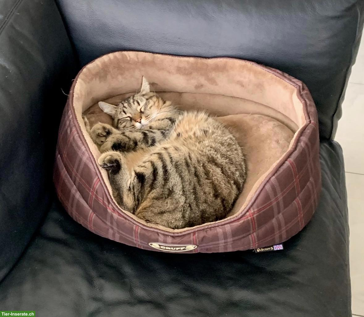 Bild 3: Liebe Katze sucht wegen Umzug ein neues Zuhause