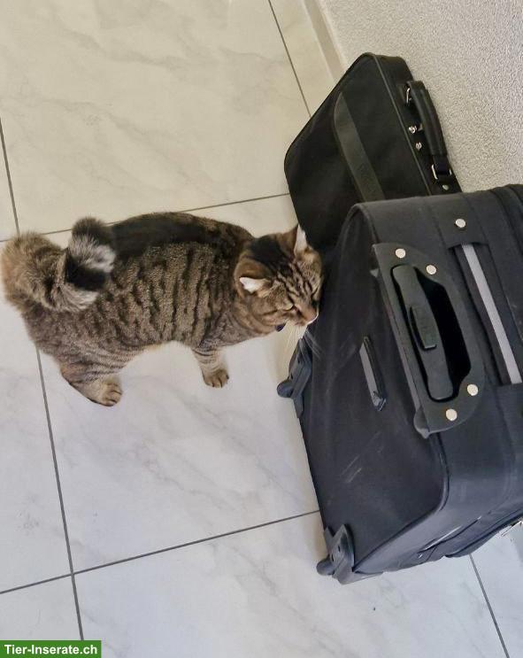 Bild 4: Liebe Katze sucht wegen Umzug ein neues Zuhause