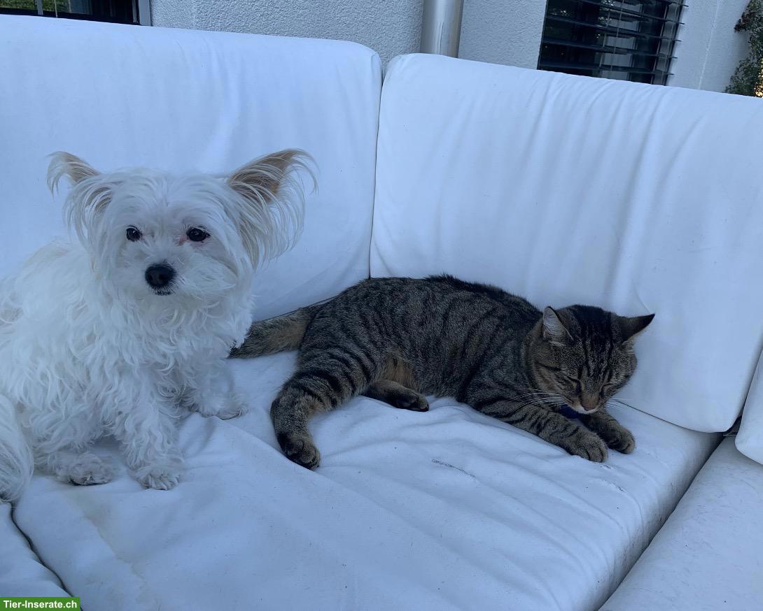 Bild 5: Liebe Katze sucht wegen Umzug ein neues Zuhause