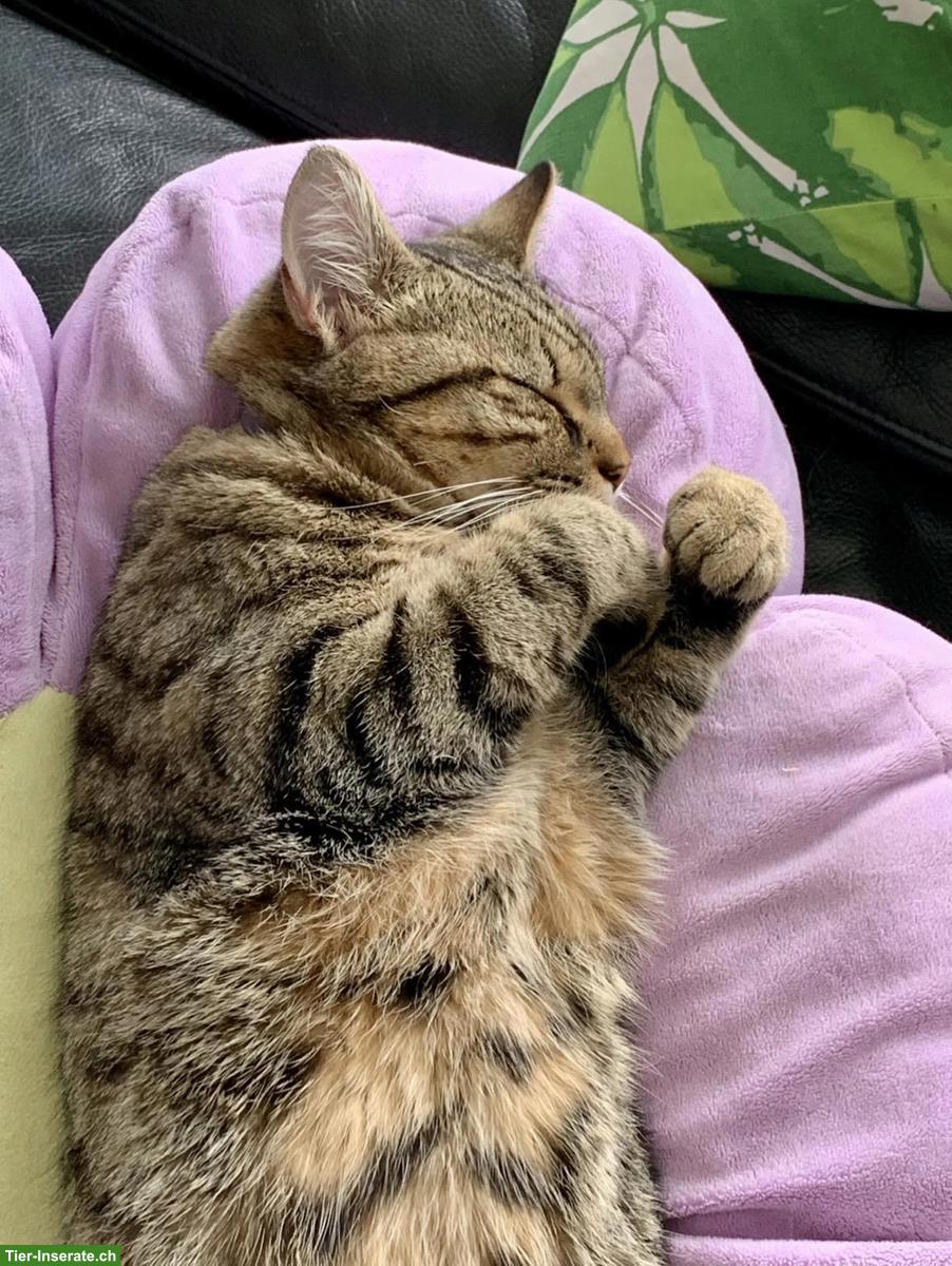 Bild 6: Liebe Katze sucht wegen Umzug ein neues Zuhause