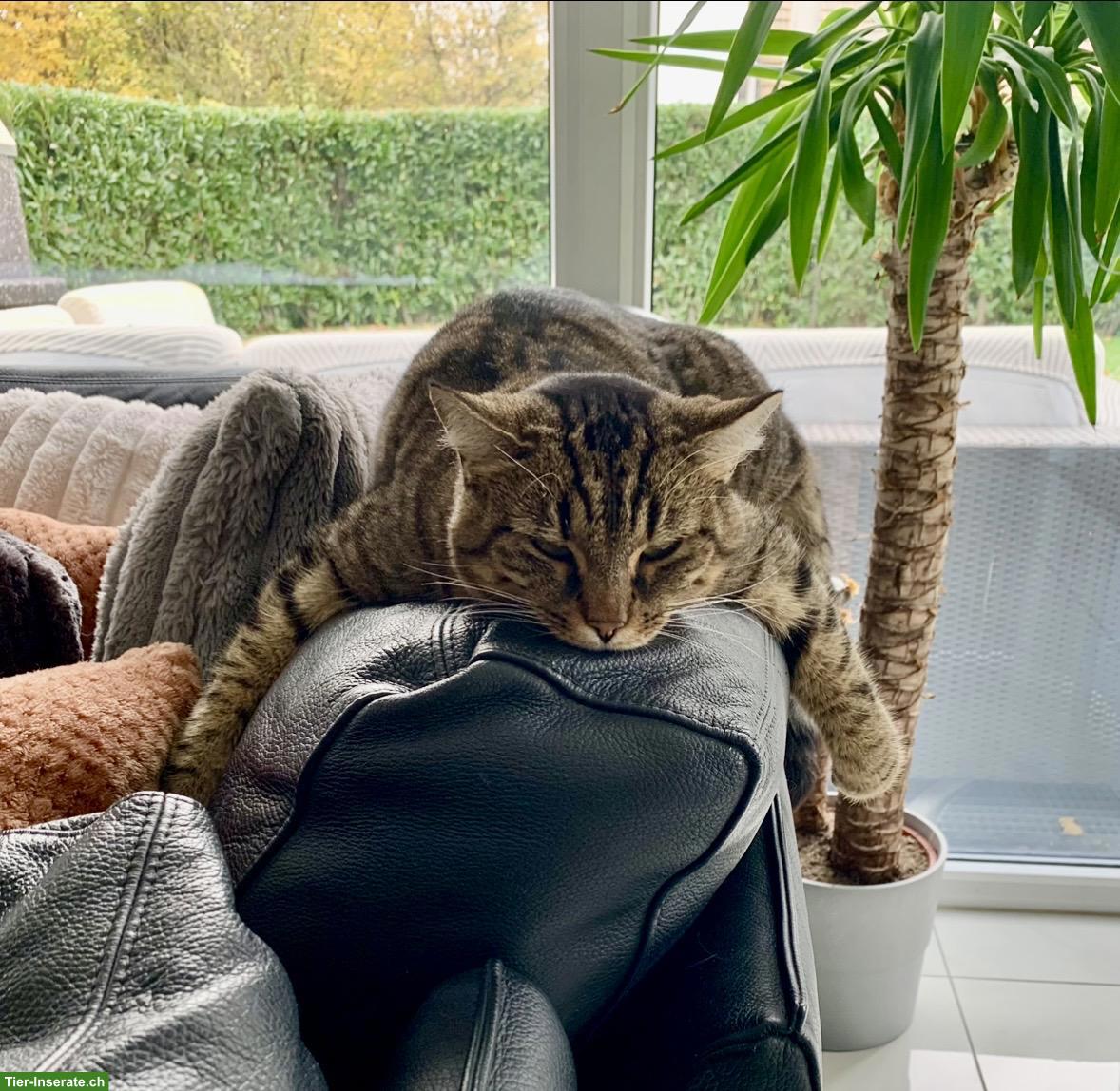 Bild 7: Liebe Katze sucht wegen Umzug ein neues Zuhause