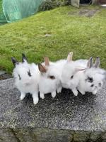 Junge herzige Löwenkopf Zwergkaninchen aus Hobbyzucht