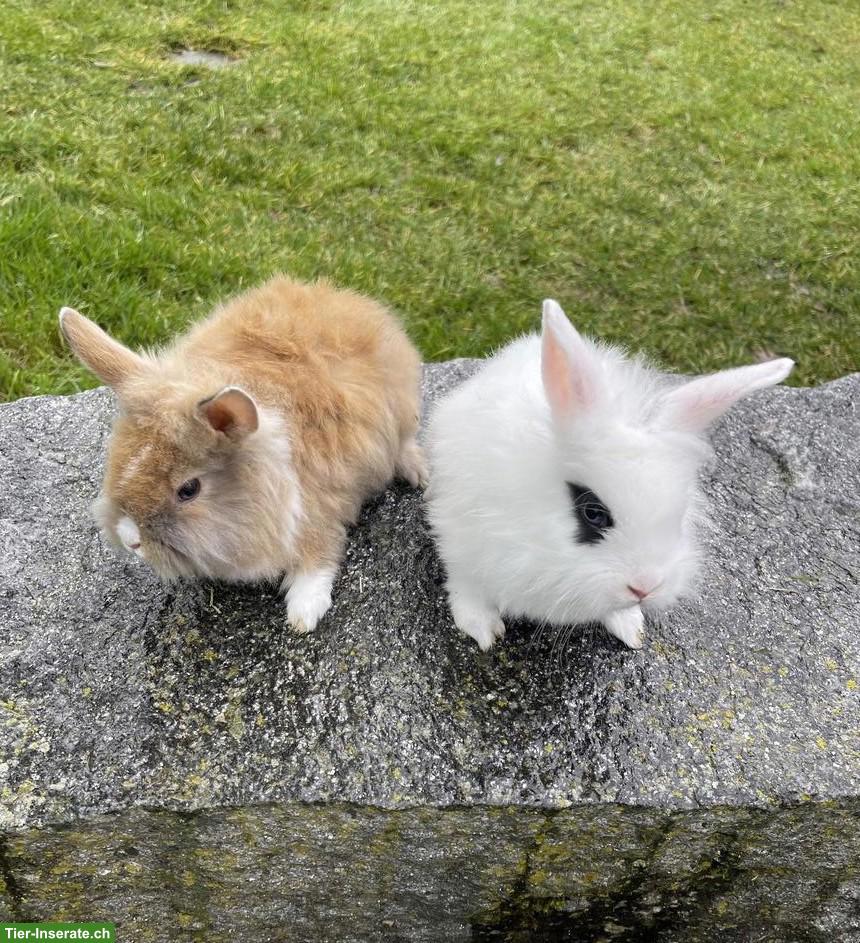 Bild 2: Junge herzige Löwenkopf Zwergkaninchen aus Hobbyzucht