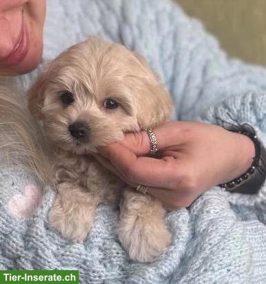 Maltipoo Welpe sucht ein neues, liebes Zuhause