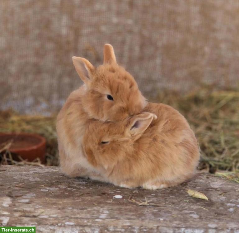 Baby Zwergkaninchen, männlich, unkastriert