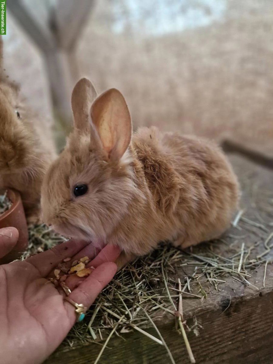 Bild 3: Baby Zwergkaninchen, männlich, unkastriert