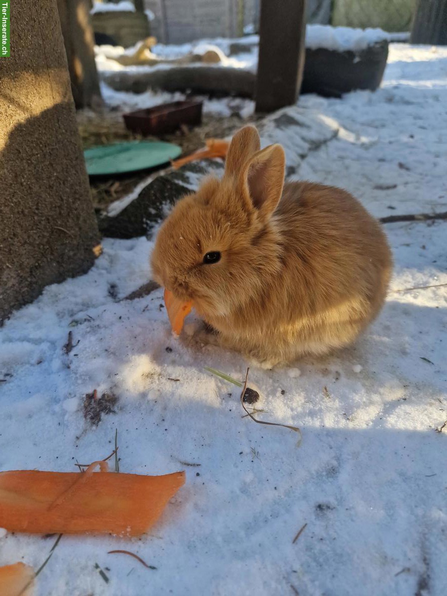 Bild 4: Baby Zwergkaninchen, männlich, unkastriert