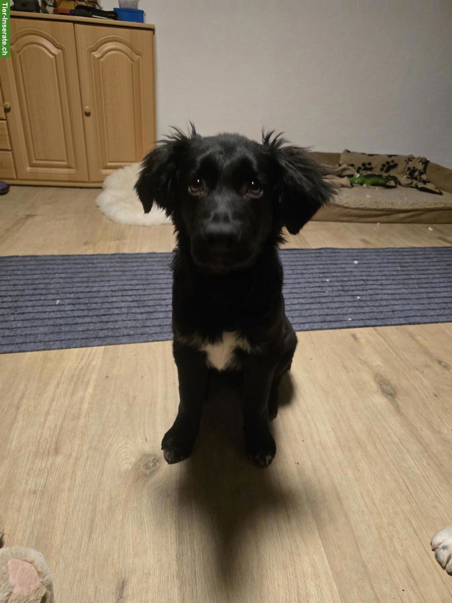 Border Collie Mix Rüde sucht Menschen mit Herz